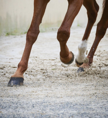 [ QUESTION DE PRO : « Comment optimiser le soin des pieds des chevaux de concours ? » ]