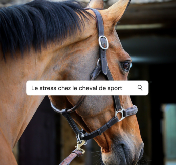 Le stress chez le cheval de sport