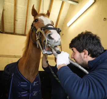 Examen dentaire de mon cheval 