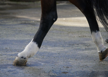 [ QUESTION DE PRO : « Quelles sont les pathologies du pied les plus récurrentes chez le cheval de sport ? » ]