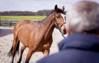 La santé locomotrice de votre cheval peut influencer sa performance et son bien-être général, c’est pourquoi l’examen de l’appareil locomoteur est important.